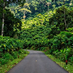 Munnar to Thekkady Wildlife Day Tour